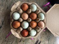 Hitchrick Family Farm Organic Eggs