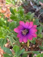 Pleasant Hill Honeybee
